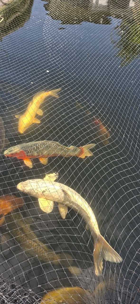 Koi/ karper / vijvervissen