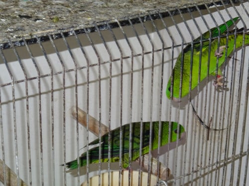 Te koop koppel Catharina Parkieten broedrijp