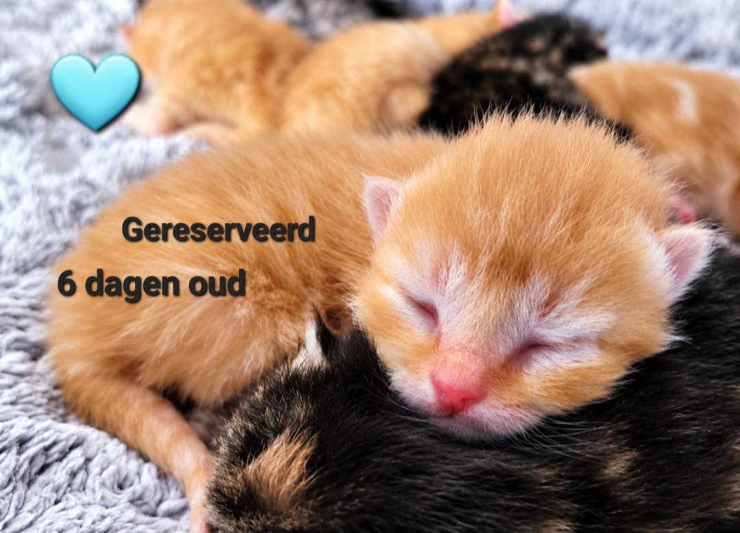 Allemaal gereserveerd
