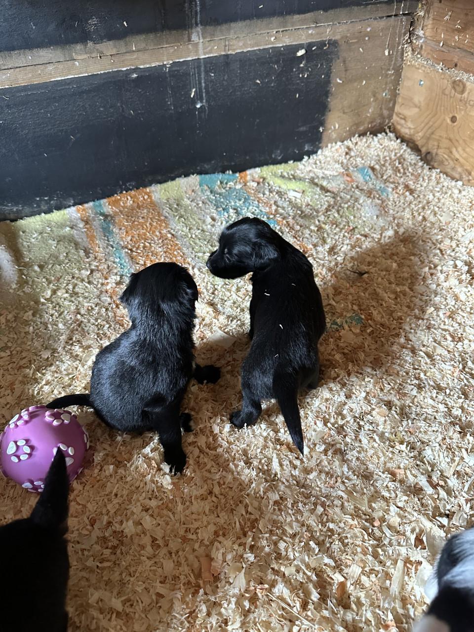 Lieve kruising markies puppy's te koop