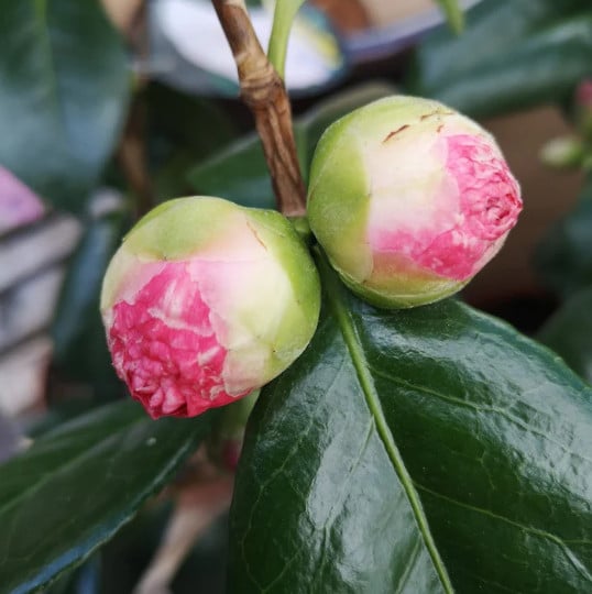Camelia 'Nuccio's Pearl' 80-100 cm