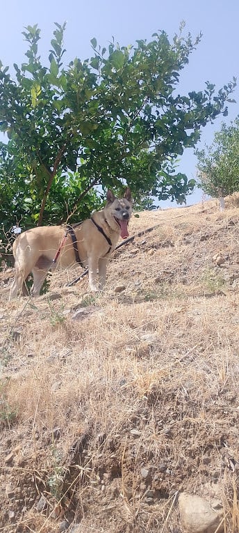 Alora Dog Rescue: Maria is het vertrouwen in de mens niet verloren