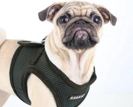 Puppia Soft vest Harnas TUIGJE maat xxl zwart - 2 stuks