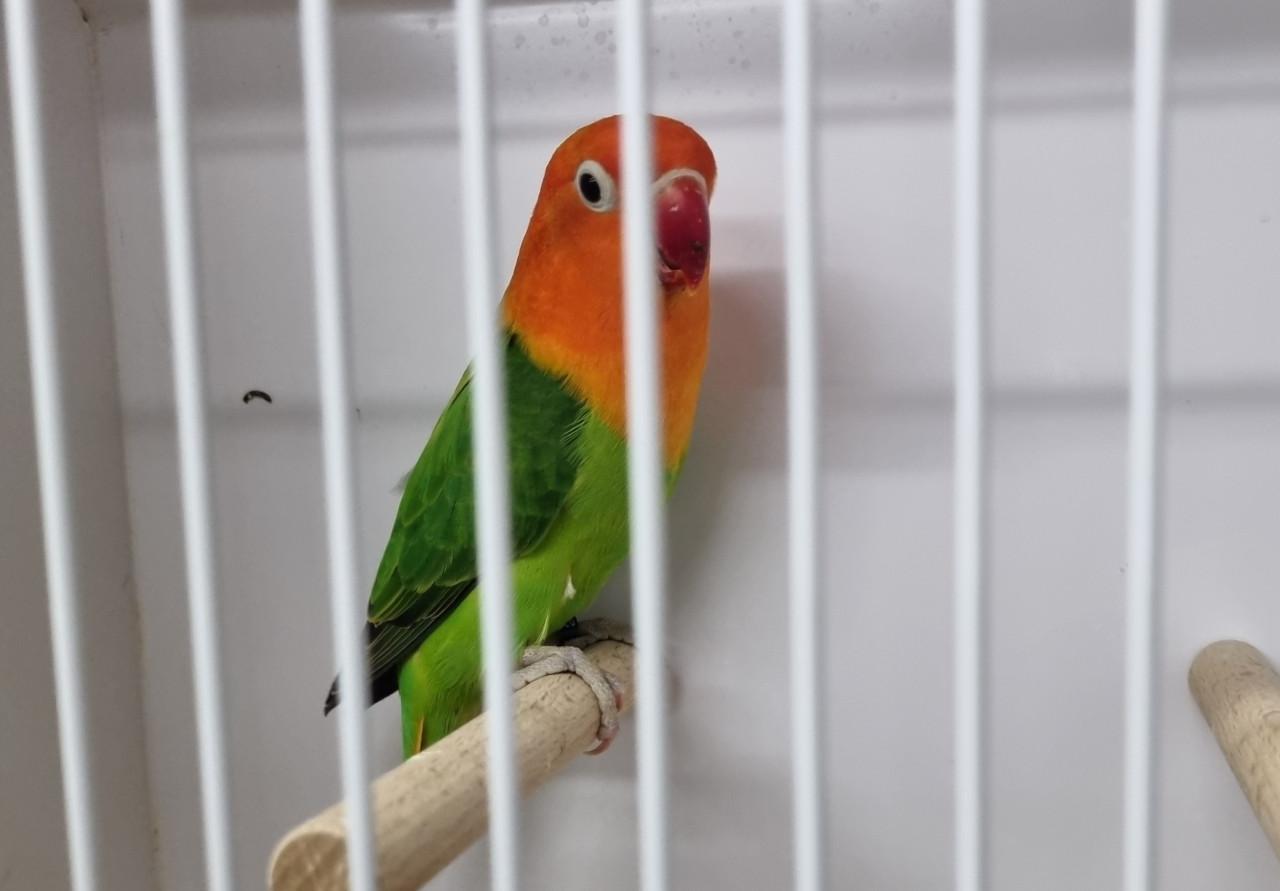 Agapornis fisheries, diverse kleuren