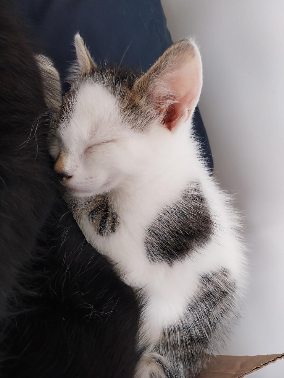 Leuke katertjes te koop!