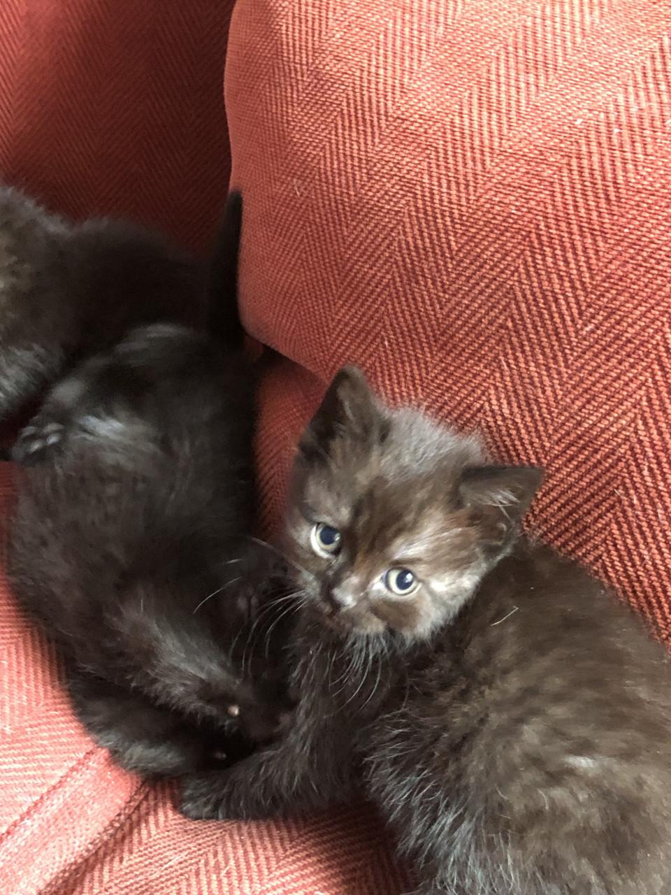 Lieve kittens