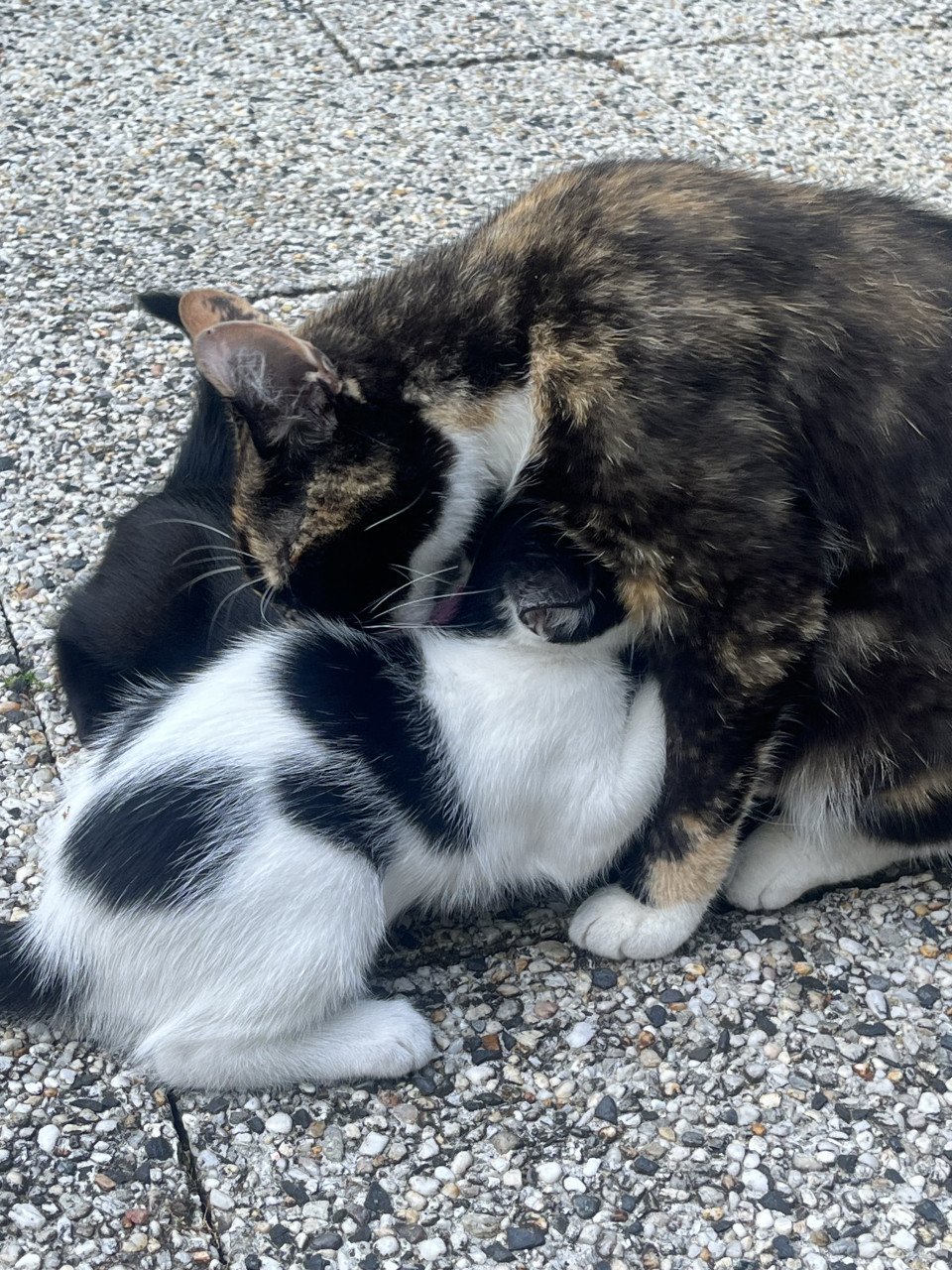 Nog 4 leuke lieve kittens te koop van 12 weken oud