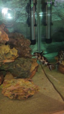 Synodontis polli white