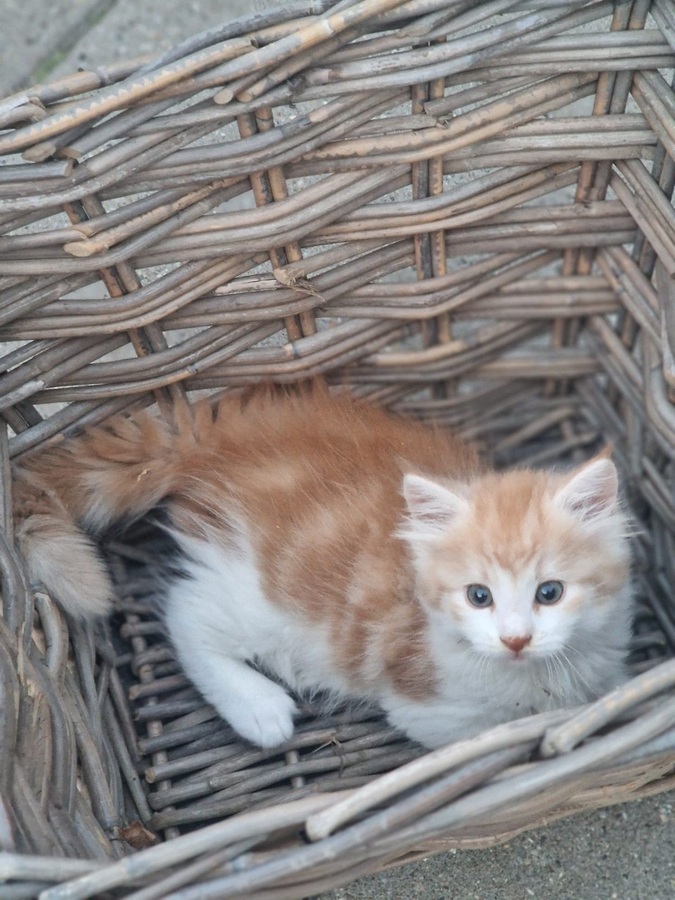 Te koop mooie Maine Coon kittens