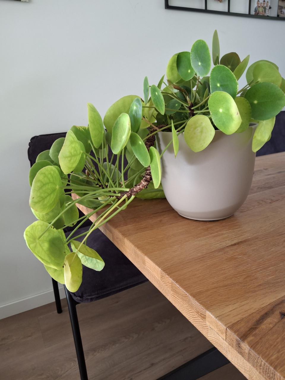 Grote, unieke pannekoekplant