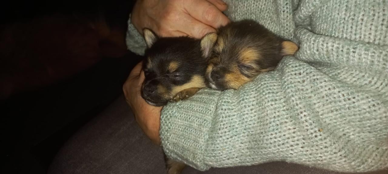 6 pups 5 man 1 vrouw