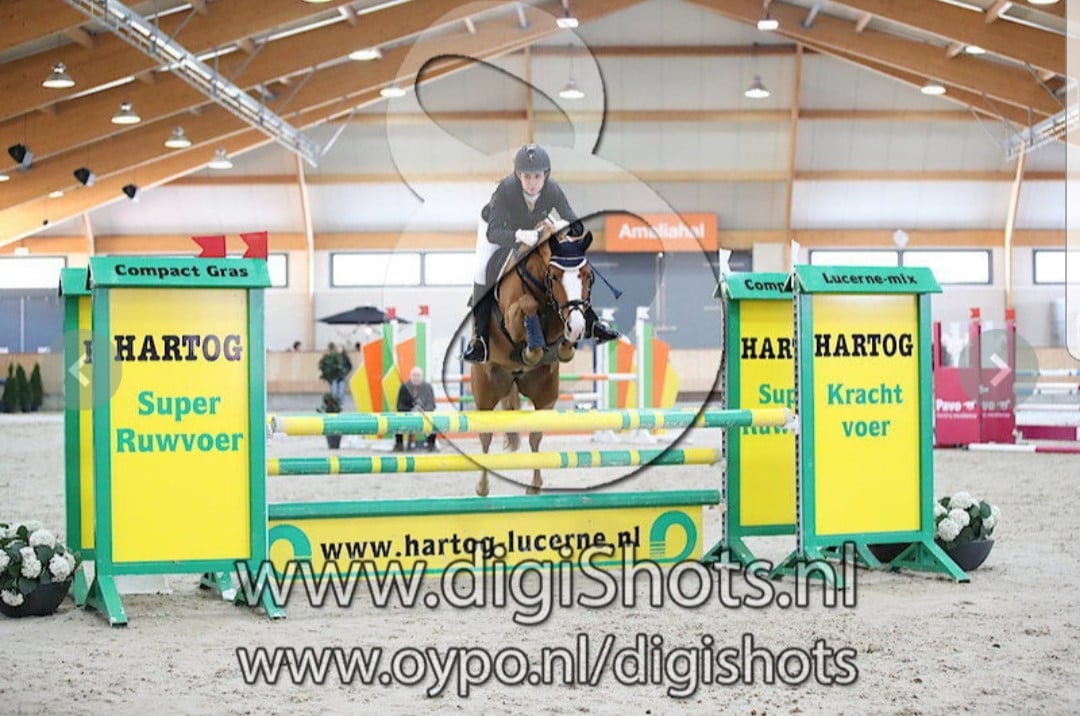 Recreatie/fokmerrie D-pony