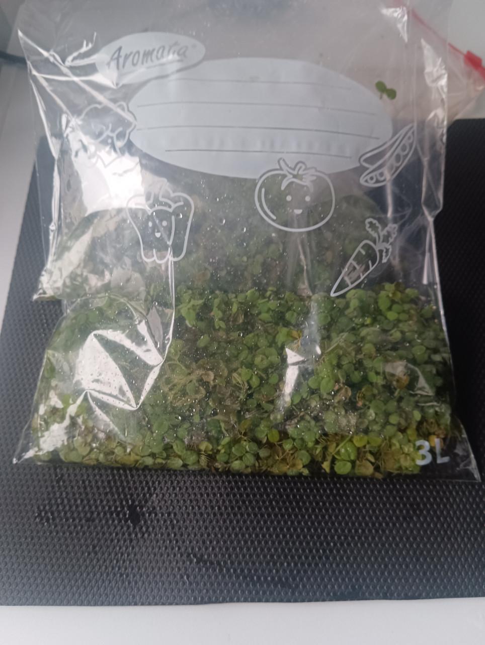 ACTIE !!!!! Salvinia Minima | Vlotvaren | Drijfplant