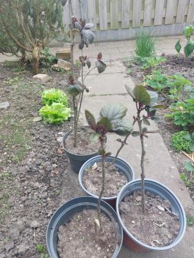 Pindakaas struik  (Clerodendrum trichotomum)