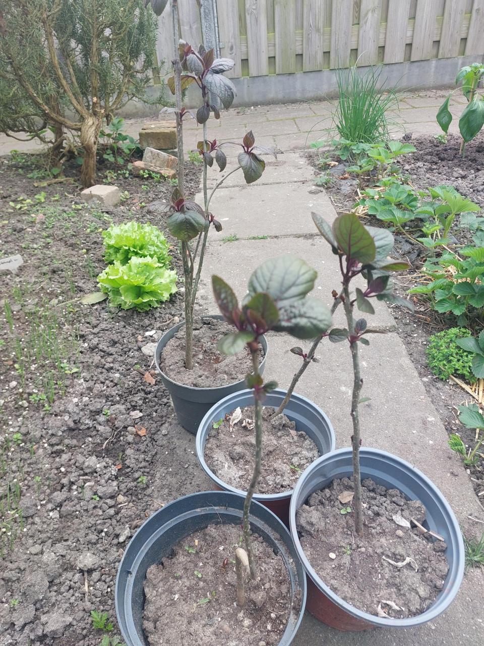 Pindakaas struik  (Clerodendrum trichotomum)