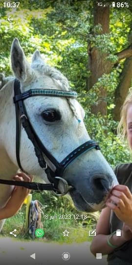 Lieve welsh-B pony