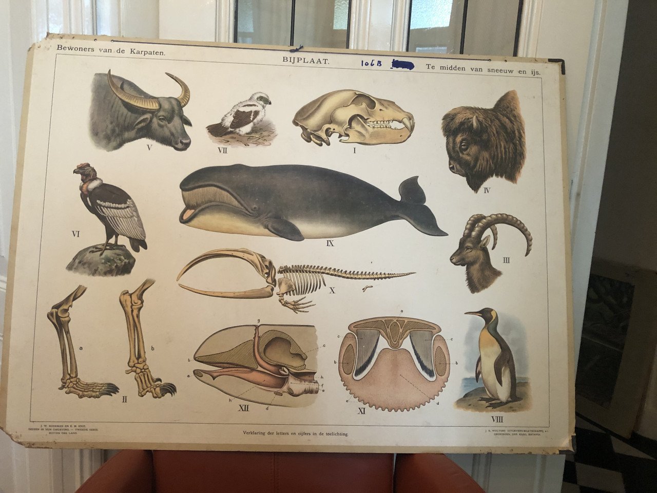 Wandplaten / oude schoolplaten BIOLOGIE