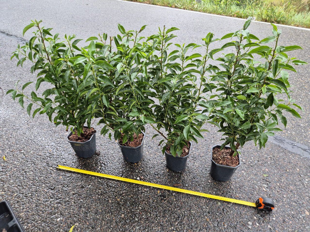 Portugese laurier potgekweekte haagplanten ca. 60 cm