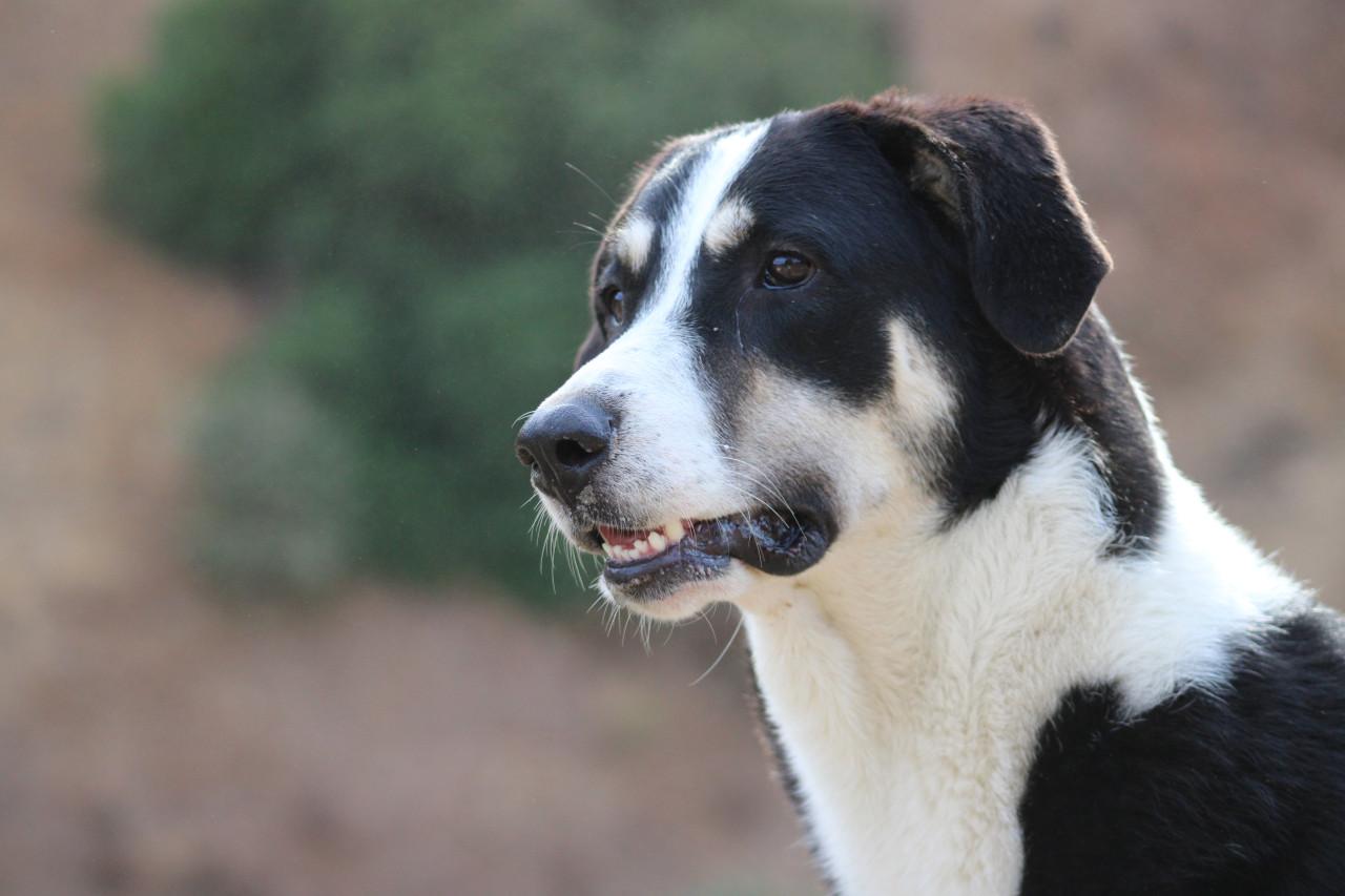Alora Dog Rescue: Bibi, deze grote dame zoekt een grote mand