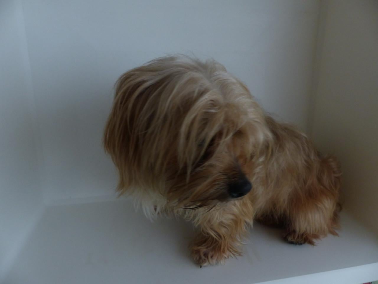 Reutje 1 jaar oud Yorkshire Terrier mix super gezond en leuk