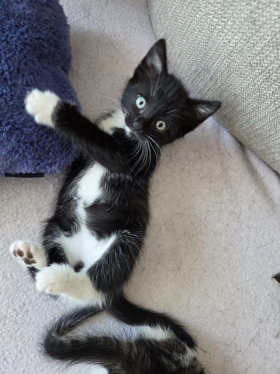 2 lieve kittens te koop geboren op 10 mei