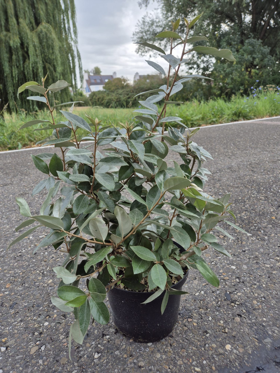 Olijfwilg haagplanten potgekweekt 40-60 cm