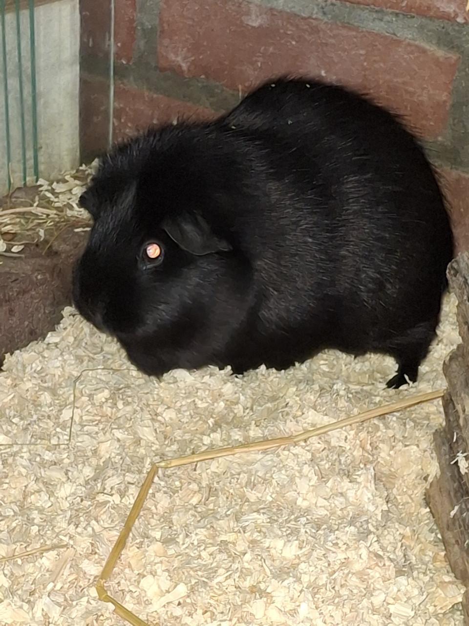 Cavia