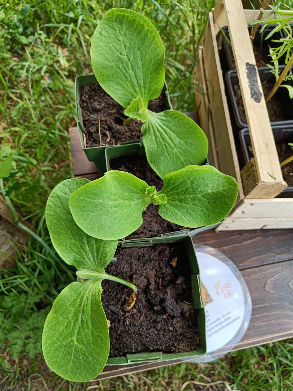 🌱🏵️ Biologische moestuin plantjes, bloemen en kruiden 🏵️🌱