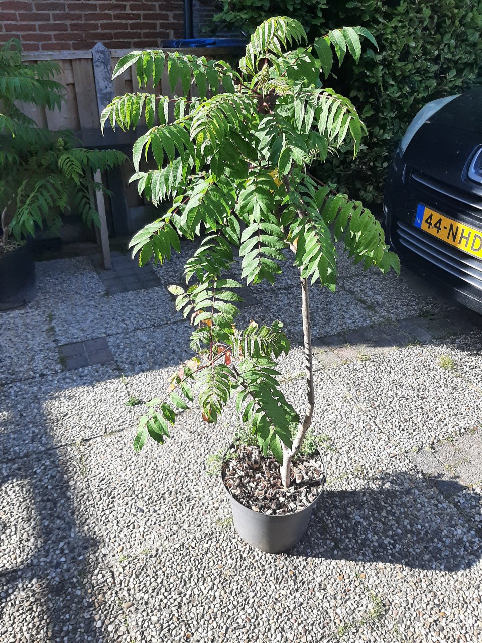 Rhus typhina