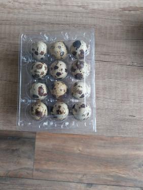 Te koop broed eieren Japanse kwartel.