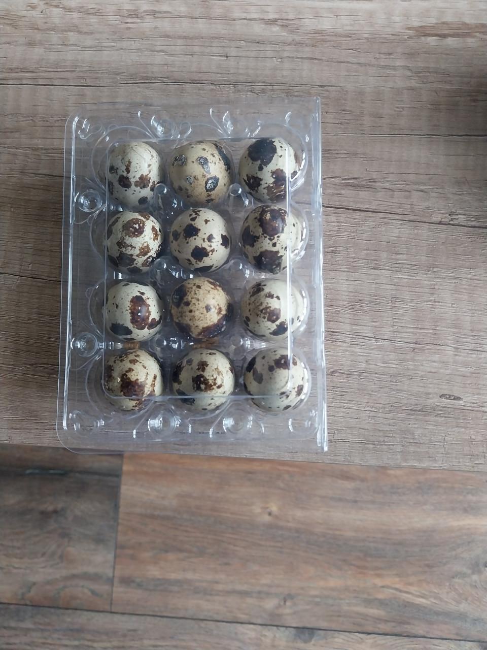 Te koop broed eieren Japanse kwartel.