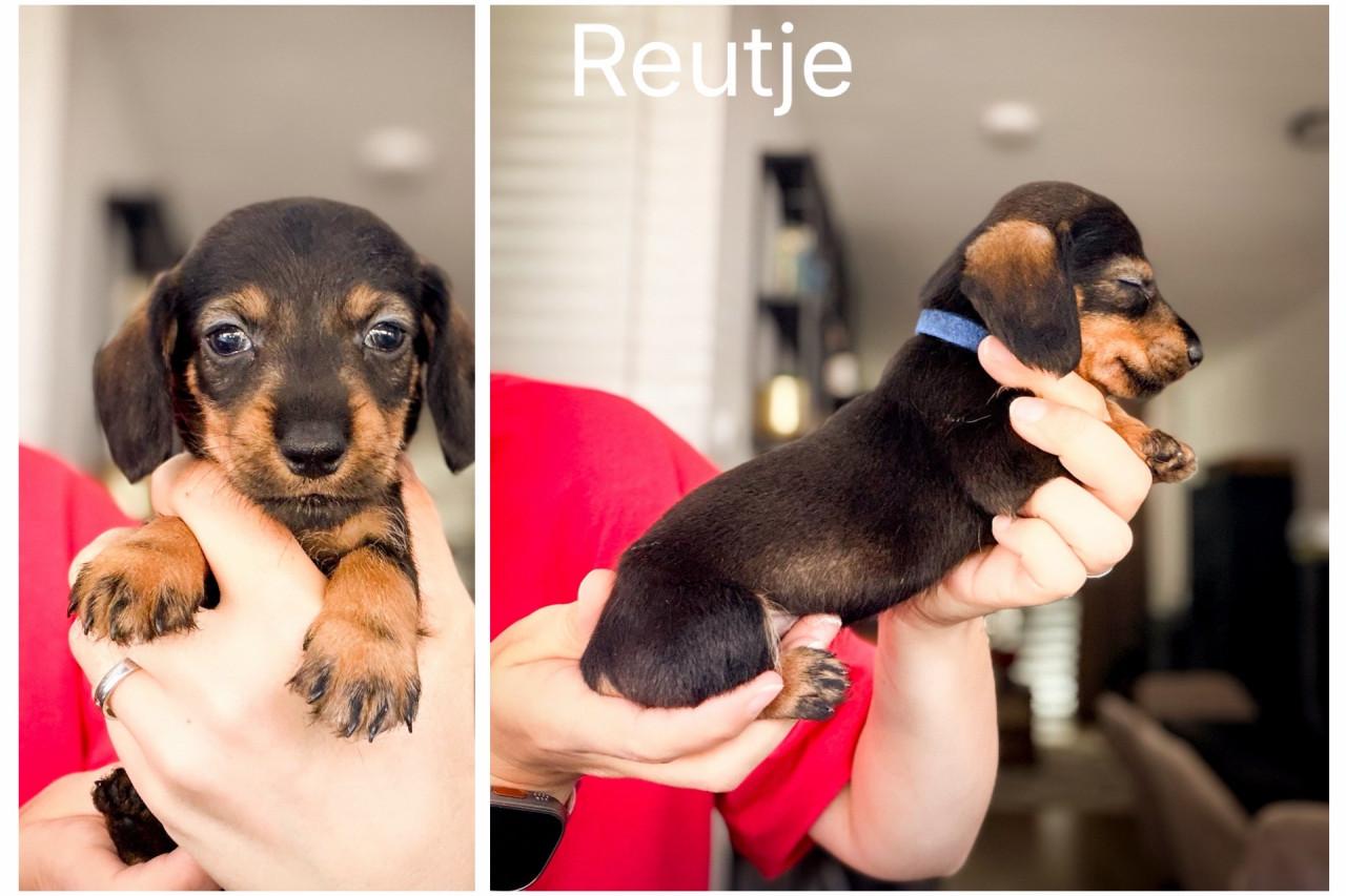 De Liefste Teckel pups
