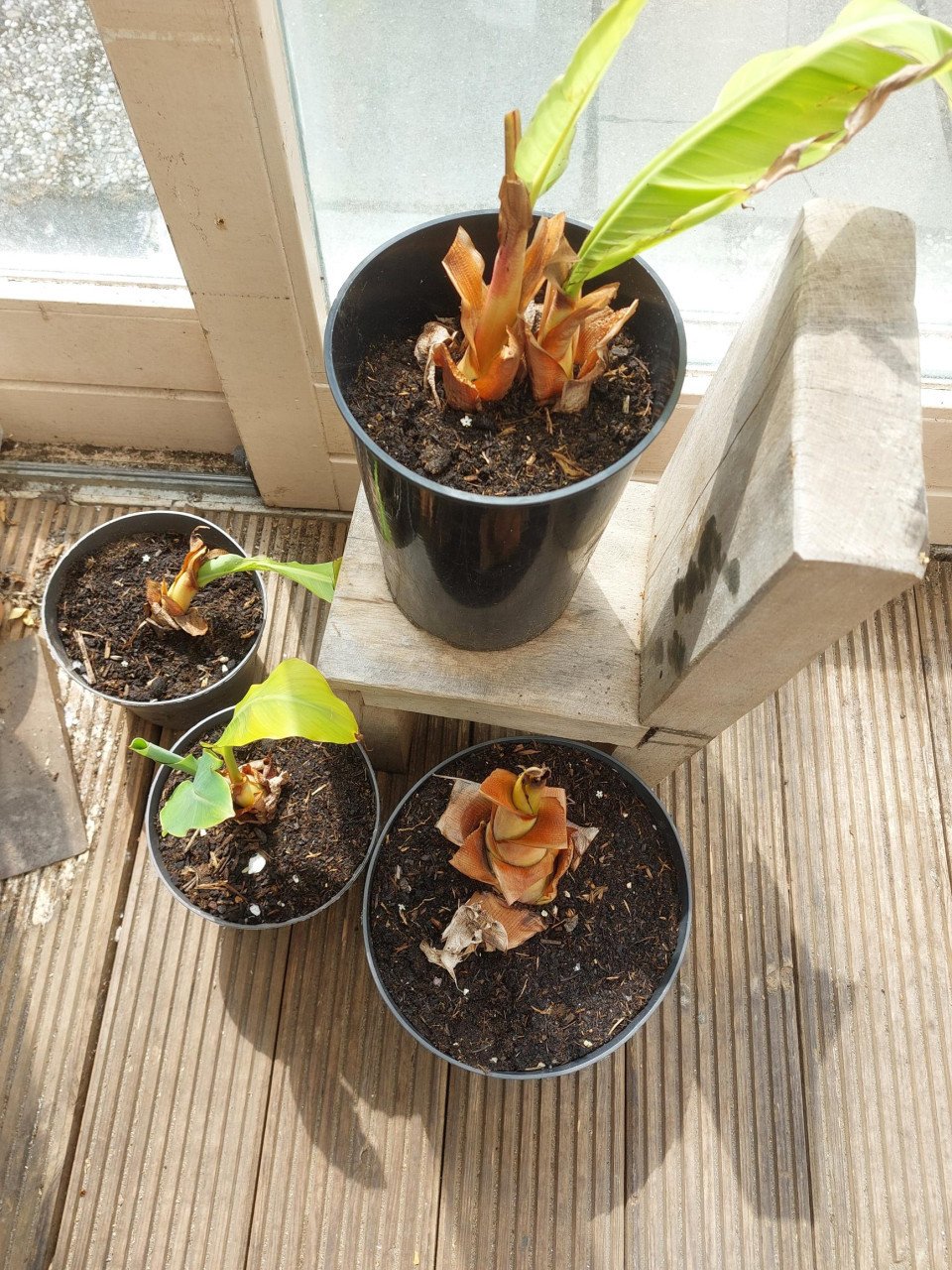 LOTUS BANAAN