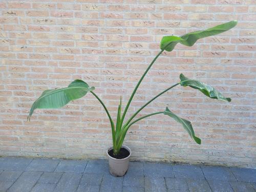 Strelitzia Nicolai (paradijsvogel plant