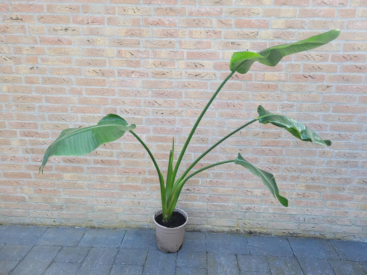 Strelitzia Nicolai (paradijsvogel plant