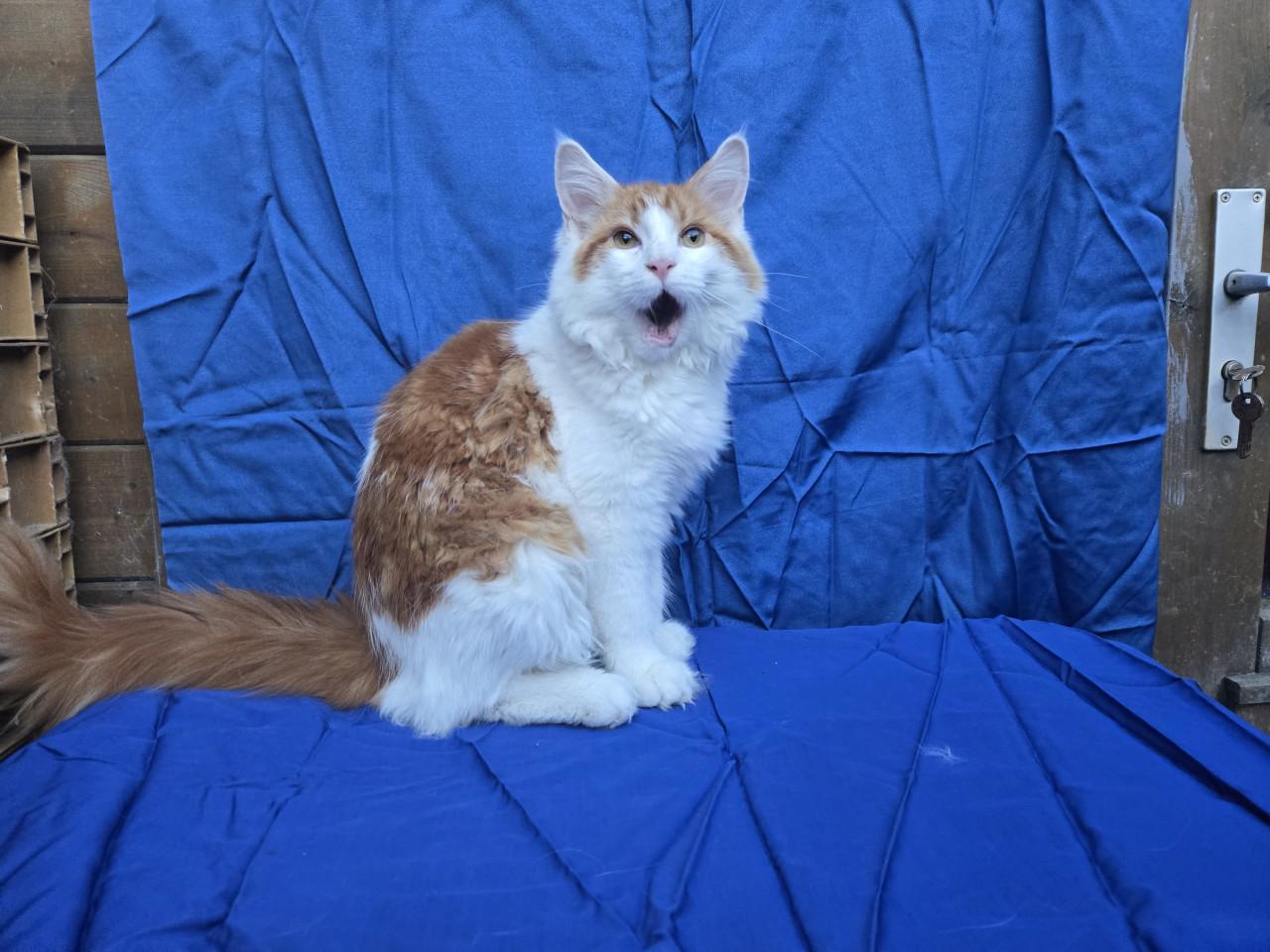Prachtig maine coon katertje met stamboom