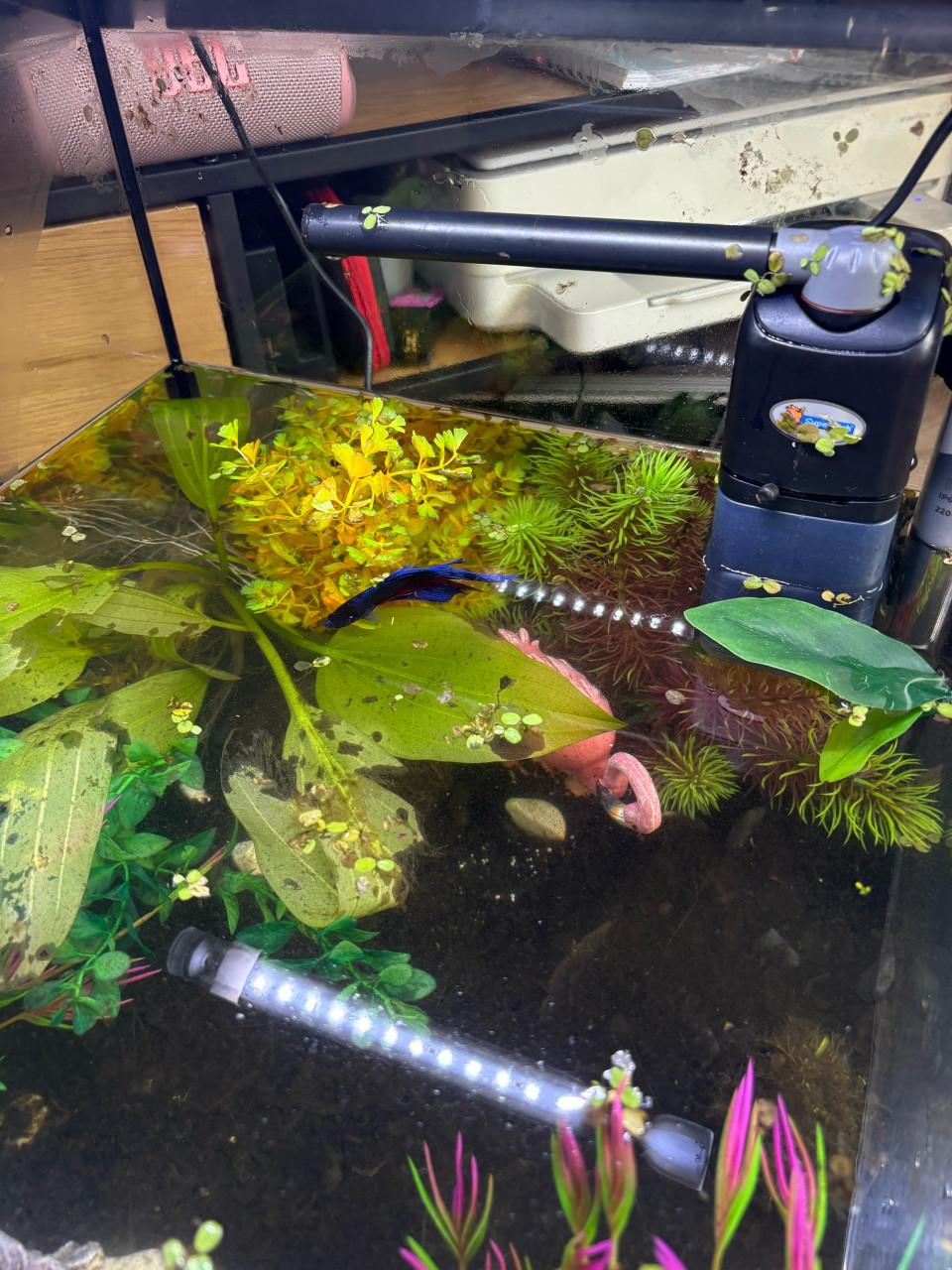 Aquarium