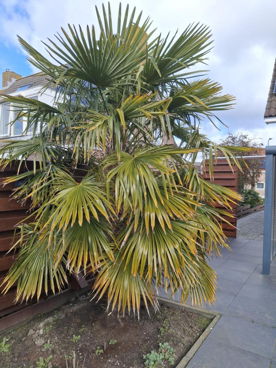 Palmboom (trachycarpus fortunei)