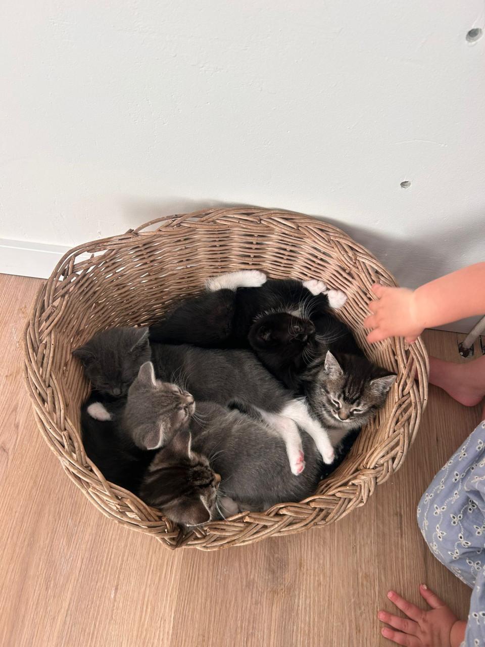 Kittens