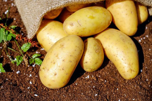 Gezond eten uit uw eigen moestuin in Middelburg nadorstcomplex