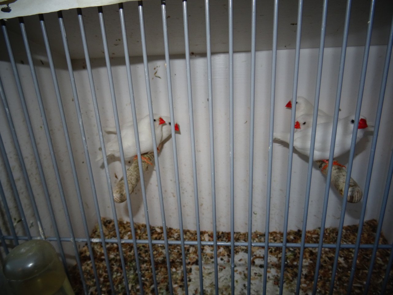 Te koop witte zebravinken wat grotere maat broedrijp