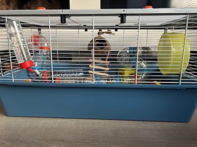Hamster (goud -hamster) inclusief kooi