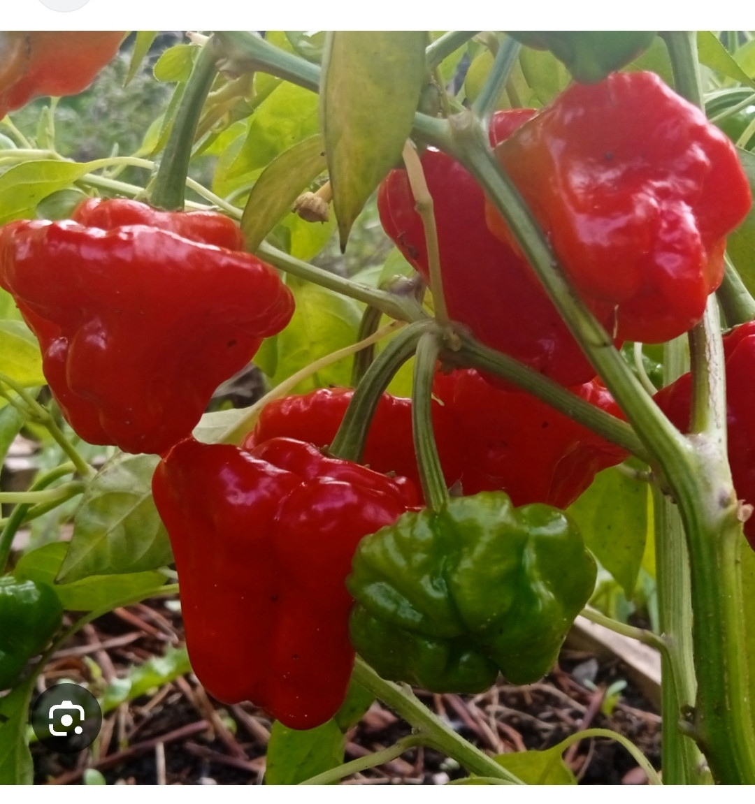 Peper planten