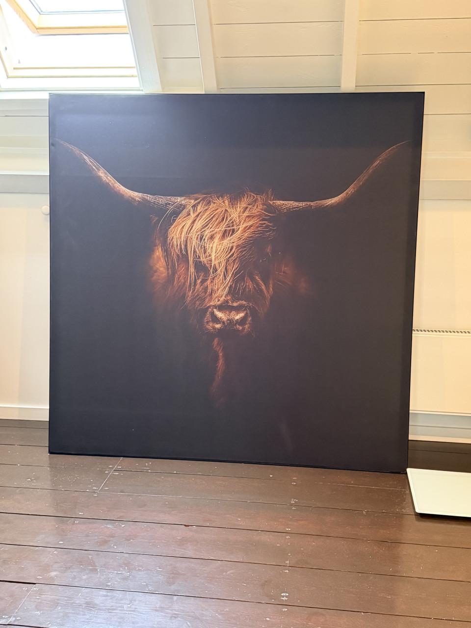 Foto-schilderij Schotse Koe