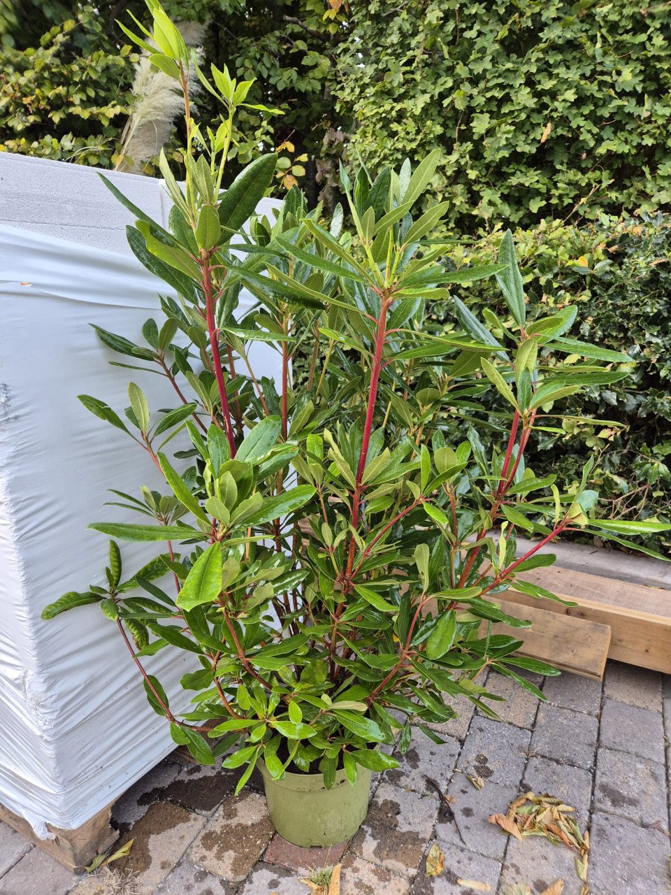 Forse Rhodondendron Ponticum struiken ca. 120 cm
