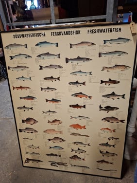 Zoetwater vissen