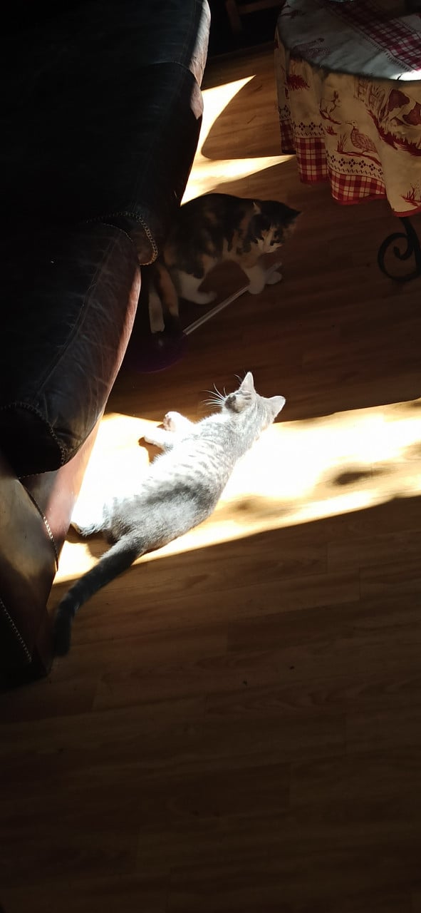 3 Kittens looking for a good home