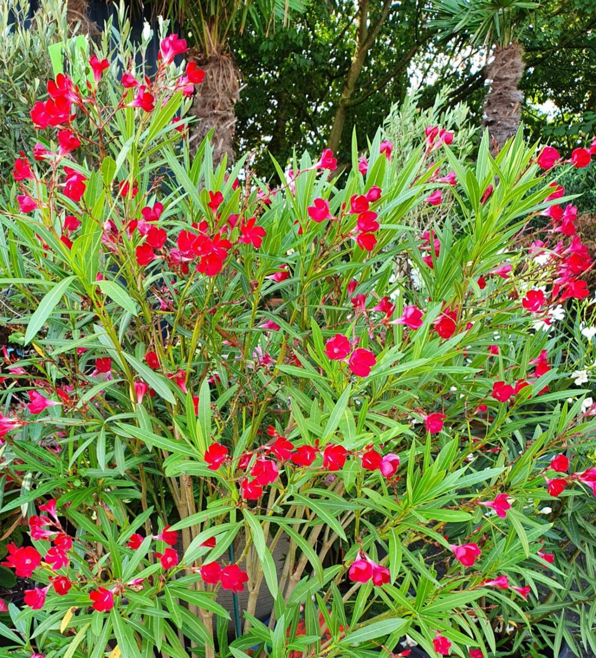 Oleanders