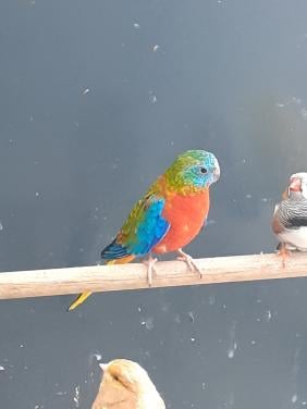 Broedrijpe  turquoisineparkiet pop 2025