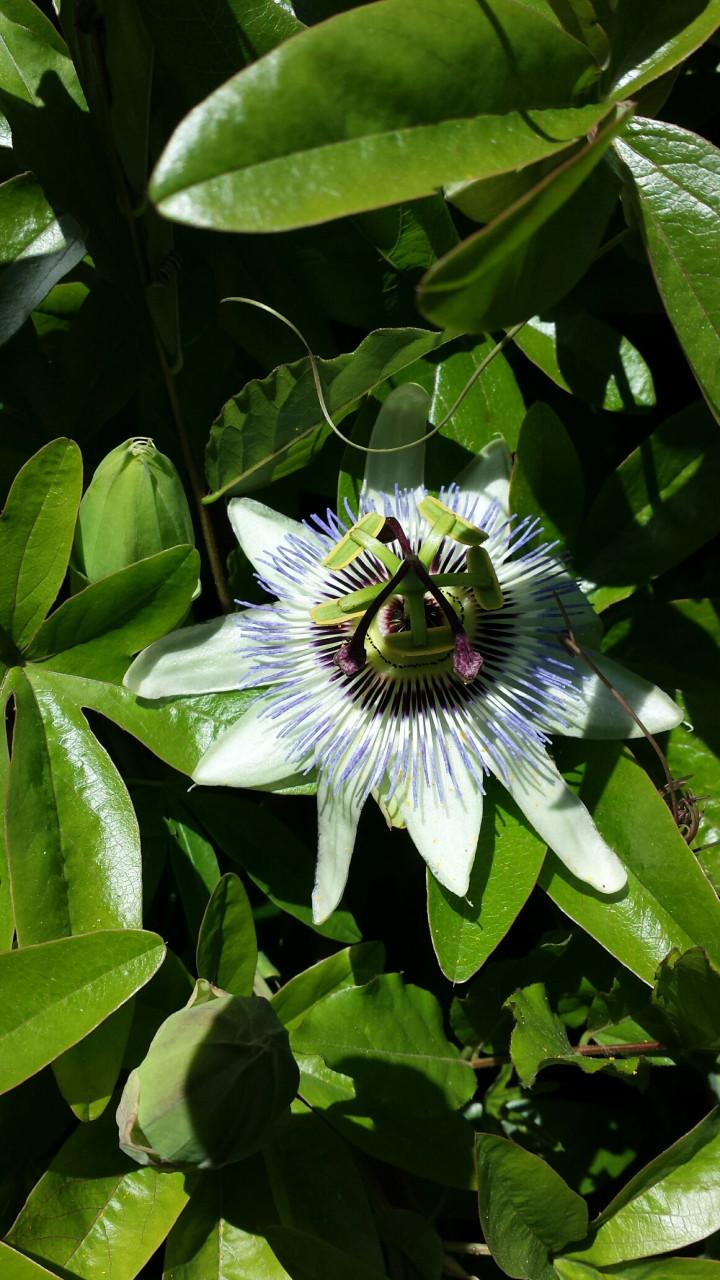 Passiebloem